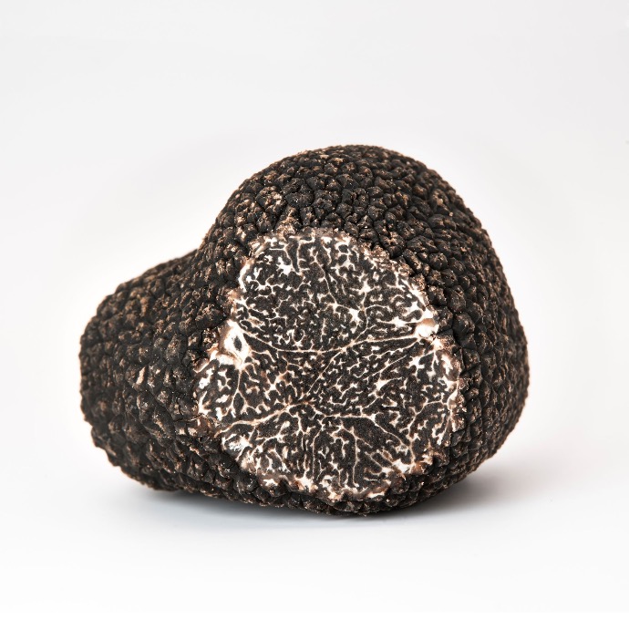 Truffe noire Tuber Melanosporum L.5060257 (copie)