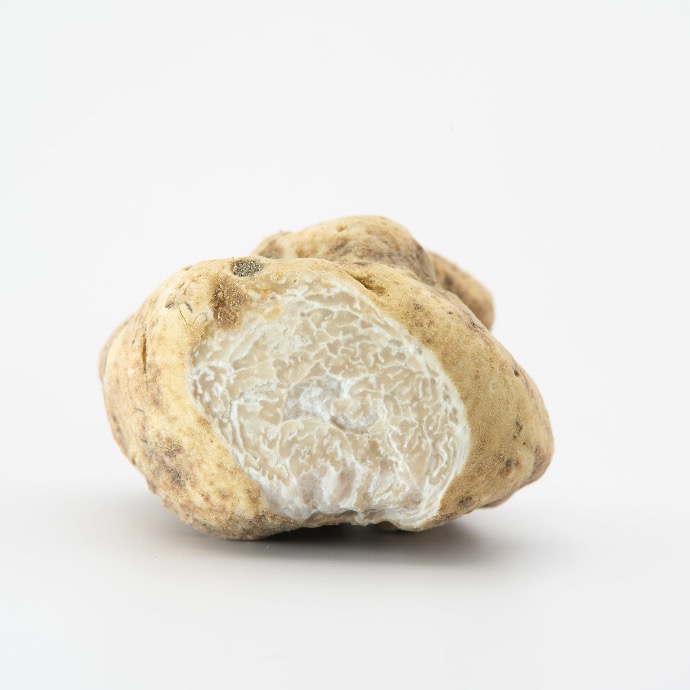 Website only - Truffe blanche